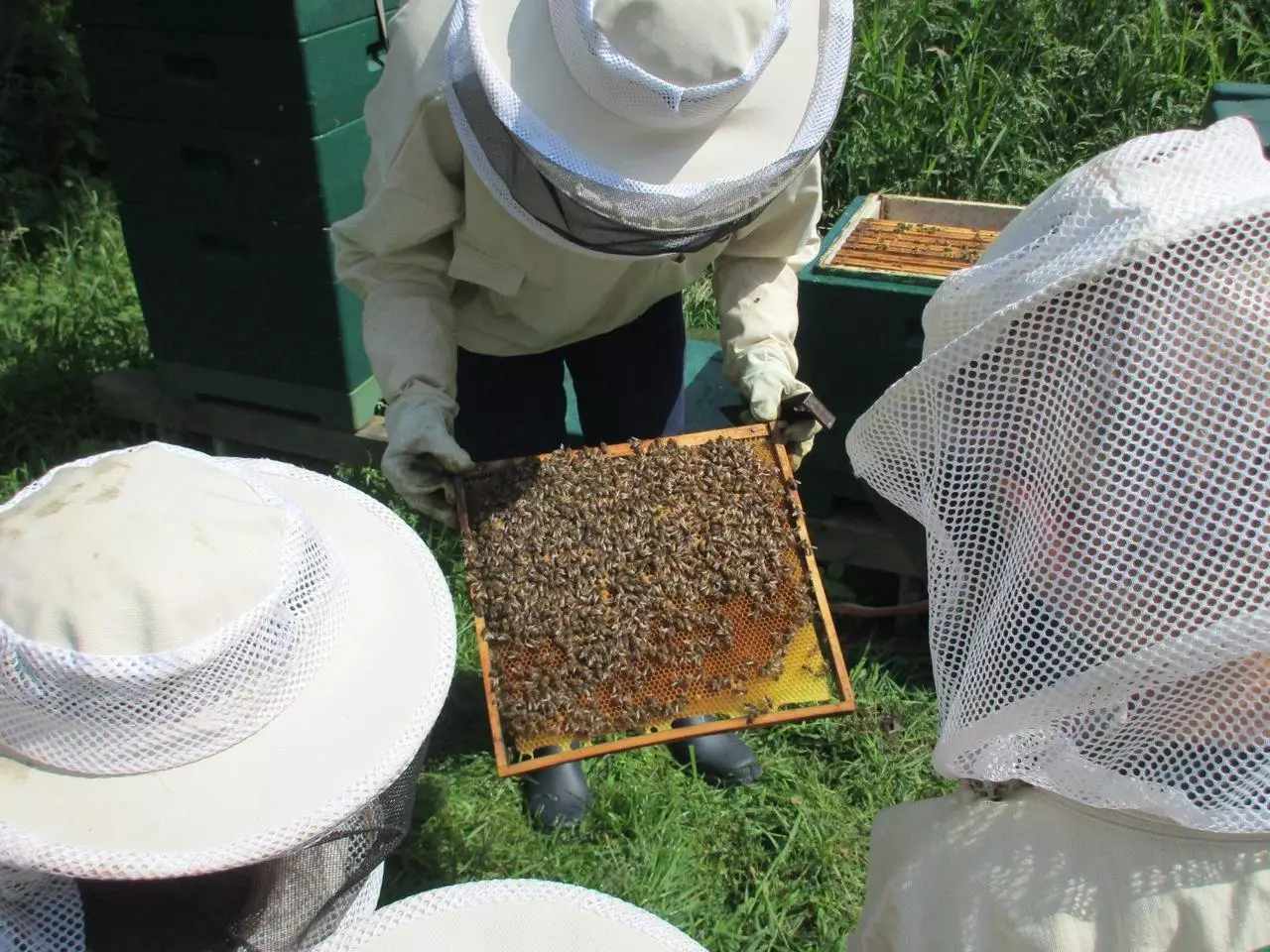 2016 Bienen